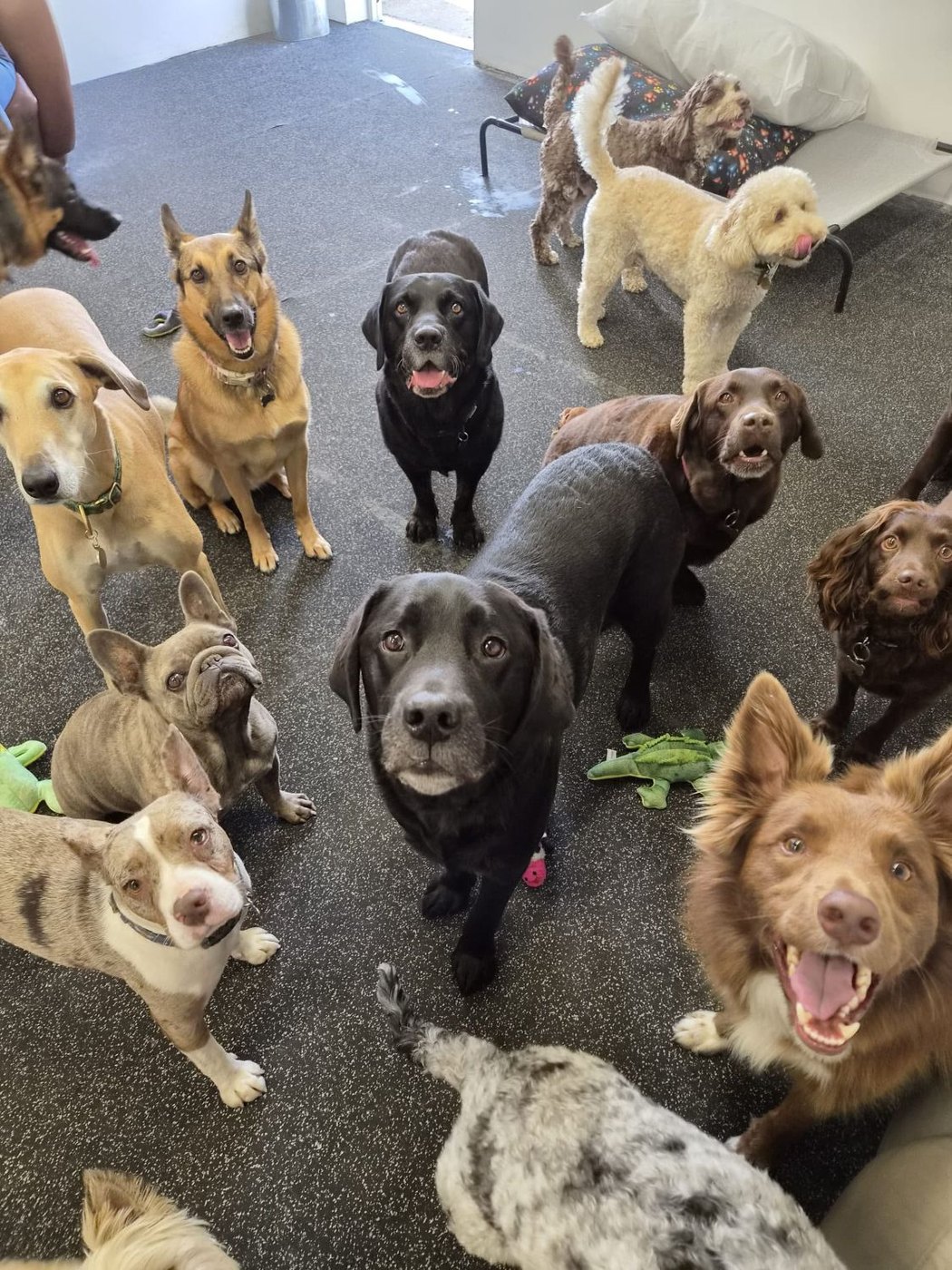 The daycare pack looking up at the camera